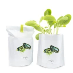Courgette Growing Kit