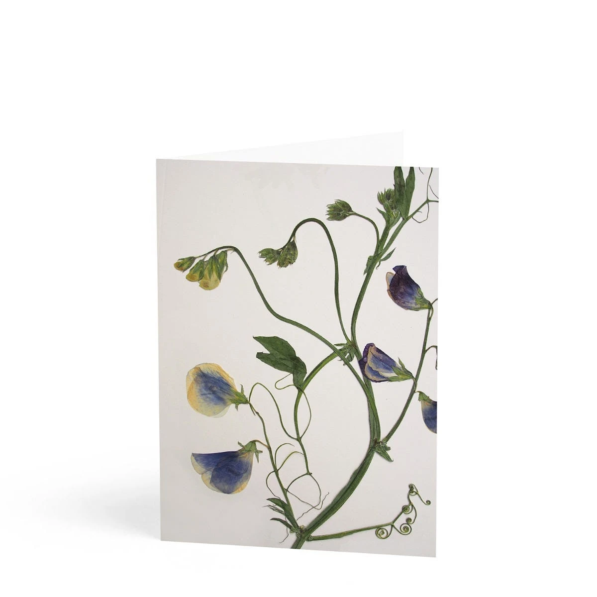 Daylesford X JamJar Edit Floral Greeting Card Set 6 Daylesford X JamJar Edit Floral Greeting Card Set - Image 6