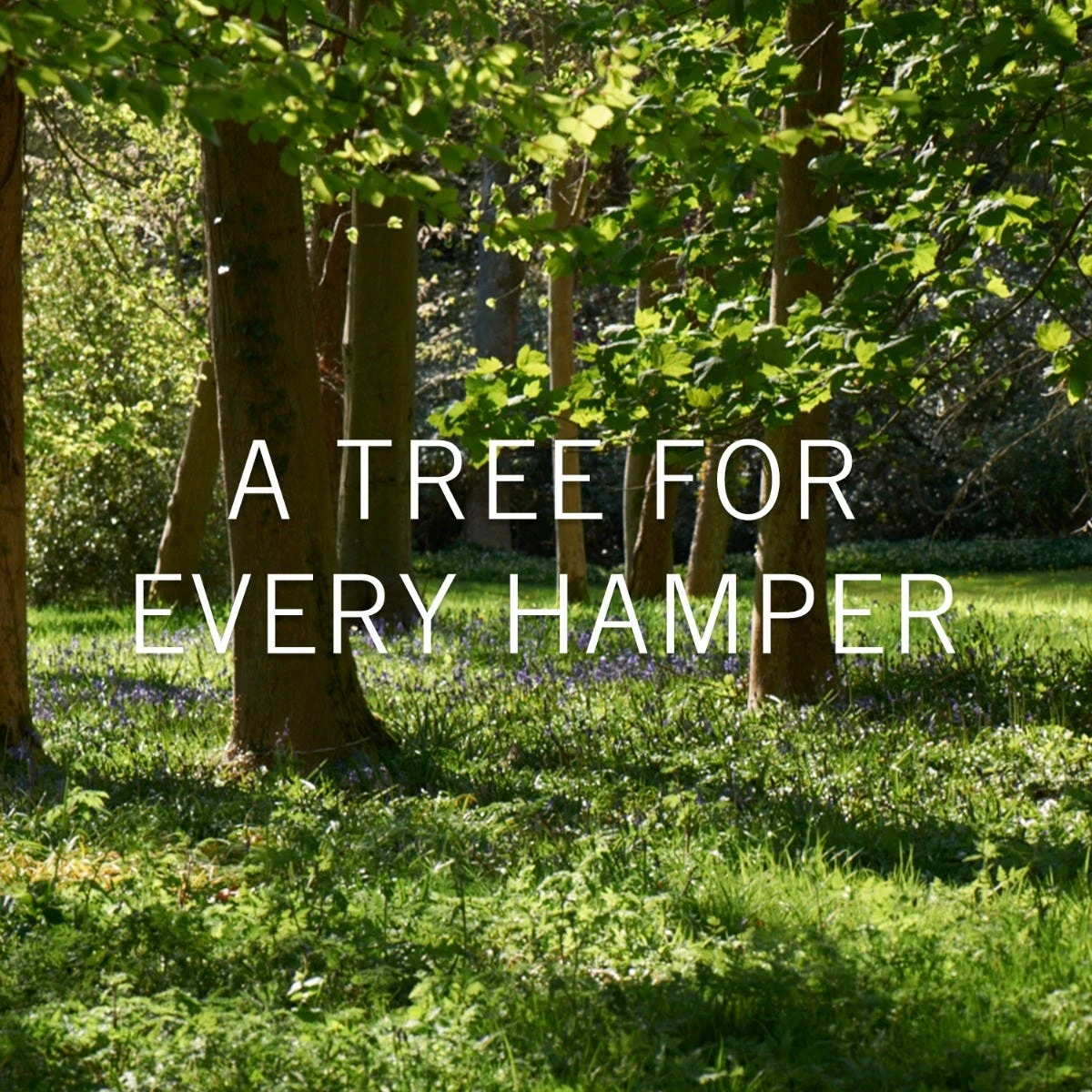 The Picnic Hamper 2 The Picnic Hamper - Image 2